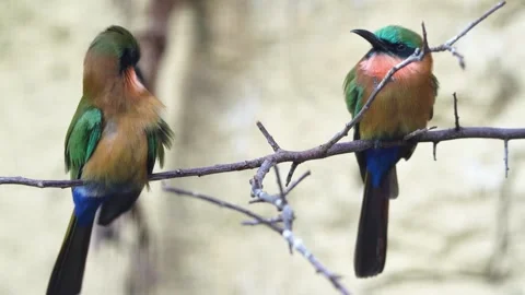 Close up of Red throated bee-eater Video stock 265868240