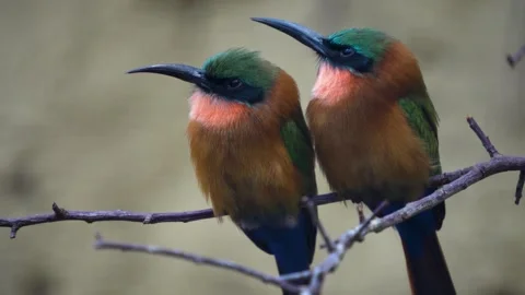 Close up of a Red-throated bee-eater  Stock Footage 267591819