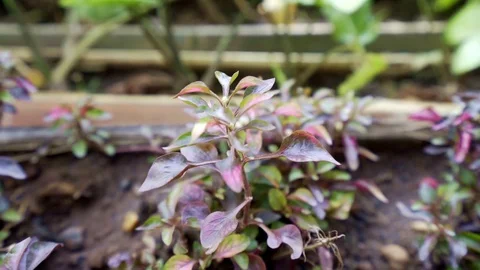 Close up red tiny leaf swing by wind Stock Footage 119372080