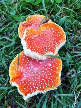Close-Up of Red Toadstools Growing in Grass Outdoors Foto stock