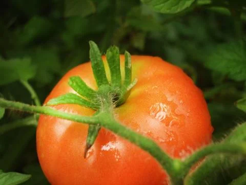 Close up of red tomato Stock Photos