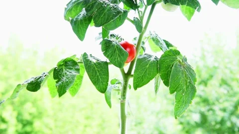 Close up of red tomato plants Stock Footage 160199426