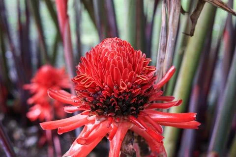 Close Up Red Torch Ginger Flower Photos