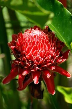 Close up on a red torch ginger Stock Photos