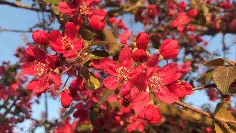 Close up of red tree flowers trembling on the wind. Stock Footage 106310306