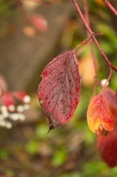 Close up of red tree leaf in autumn colors Stock Photos
