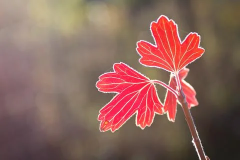 Close-up of a red tree leaf illuminated by sunlight. Fotos de archivo