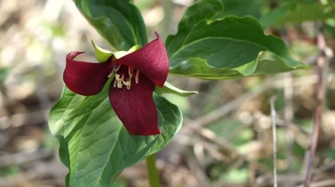 Close-up of Red Trillium in wind Video stock 53848337