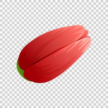 Close up red tulip bud on transparent background. 스톡 일러스트