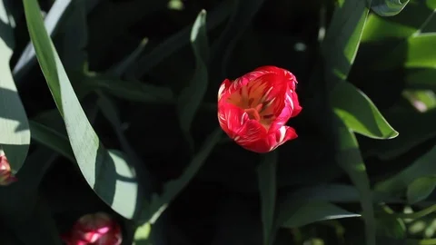 Close up of red tulip flower. Closeup planting tulips flowers bulbs blossoming, Stock Footage 107899648
