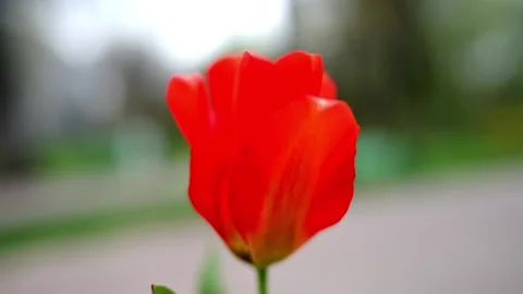 Close up red tulip in gentle motion on blurred background, springtime bloom.. Vidéo 335138782