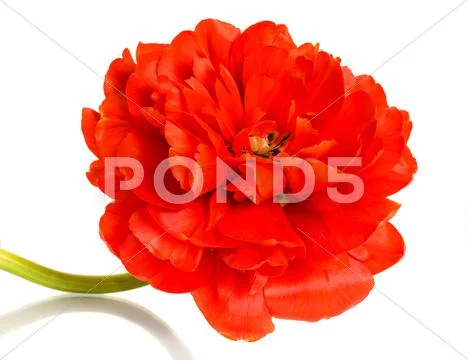 Close-up of red tulip over white Stock Illustration