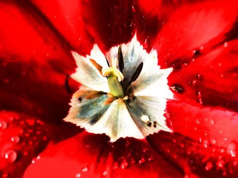 Close-up of a red tulip Stock Photos