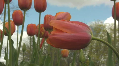 Close up of a red tulip swaying in the wind Video stock 545006