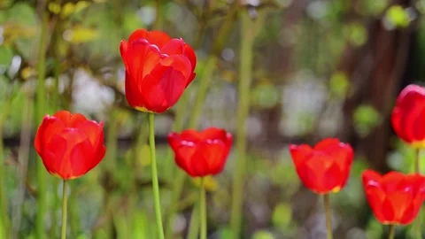 Close-up of red tulips blossoming in spring, showcasing nature s elegance in Stock Footage 295367507