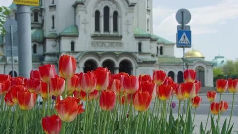 Close-up Red tulips - Cathedral Saint Aleksandar Nevski - Bulgaria Stock Footage 162620195