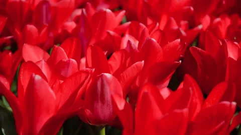 Close up of red tulips field Stock Footage 23150618