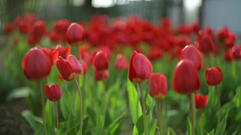 Close-up of red tulips in a flower bed with beautiful bokeh. Stock Footage 205522473