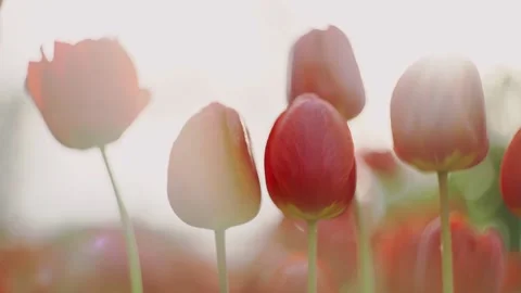 Close-up of red tulips in a flower bed with beautiful bokeh Stock Footage 206529442