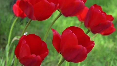 Close-up of red tulips fluttering in the wind. Bright bud petals, green stems. Stock Footage 154531371