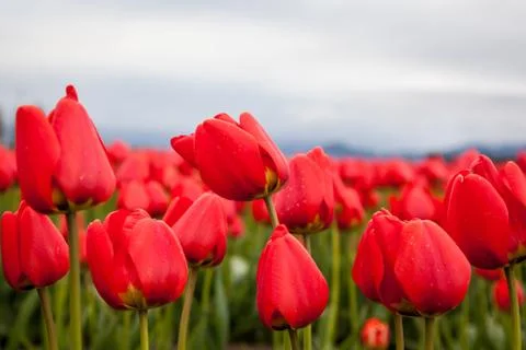 Close up red tulips Stock Photos