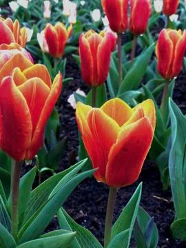 Close up of red tulips Stock Photos