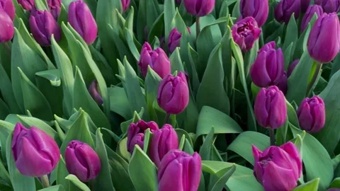 Close-up of red tulips at the spring exhibition Stock Footage 172169762