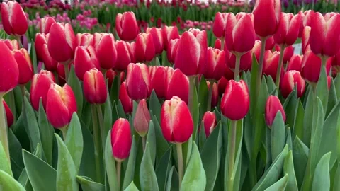 Close-up of red tulips at the spring exhibition Stock Footage 235718131