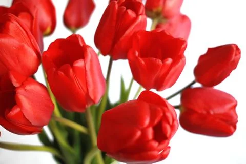 Close up of red tulips on white background Stock Photos