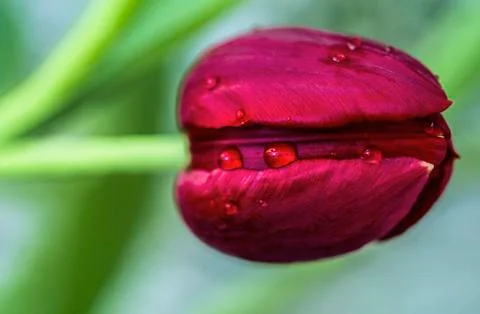 Close up of a red tullip Stock Photos