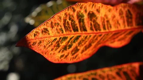 Close up of red variegated leaf with shallow depth of field Stock Photos