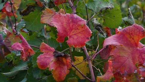 Close up on red vine leaves moving in the wind Stock Footage 120287749