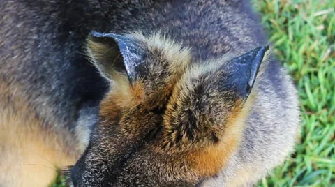 Close-Up of a Red Wallaby Ears in Sunshine Stock Footage 64557507