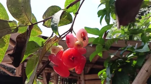 Close up of red water apple on the tree Stock Footage 295768325