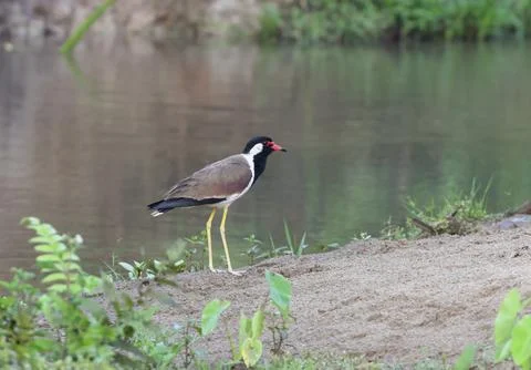 Close Up of a red-wattled lapwing Photos