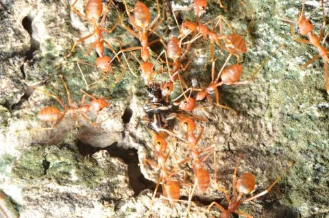 Close up of red weaver ant, top view Stock Photos