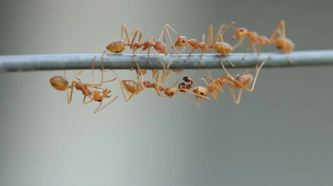 Close up Red weaver ant working. Stock Footage 46907716