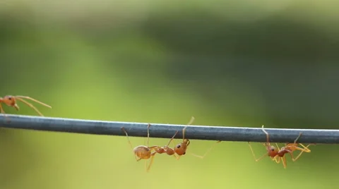 Close up Red weaver ant working. Green garden background. Stock Footage 47651740