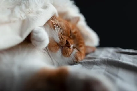 Close-up of red-white cat sleeping under warm blanket. Stock Photos