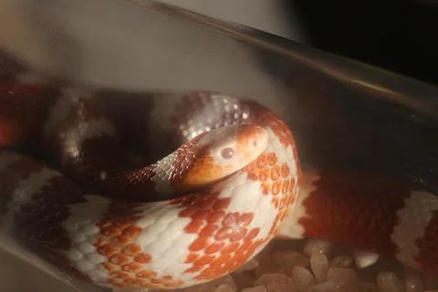 Close up of a red white orange patterned snake coiled inside a glass tank wit Stock Photos