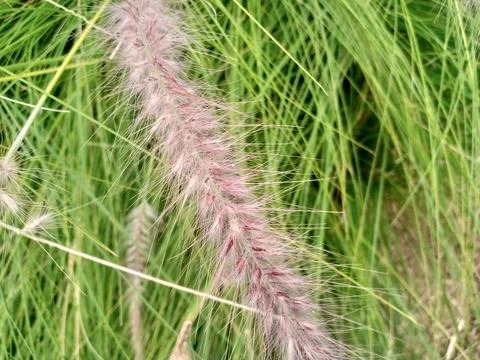 Close-Up of Red Wild Grass Texture in Nature Stock Photos