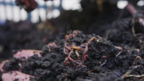 Close up of red worms inside fertile organic garden soil Stock Footage 196568769