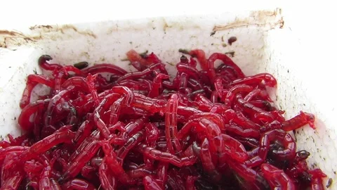 Close-up red worms mosquito larvae Stock Footage 149174766
