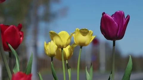 Close up of red, yellow and deep pink tulips in front of a blue sky. 4K tripod Stock Footage 141140270