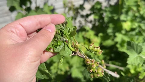 Close-up Redcurrant Blister Aphid or Cryptomyzus ribis on the affected leaf Stock Footage 279155851