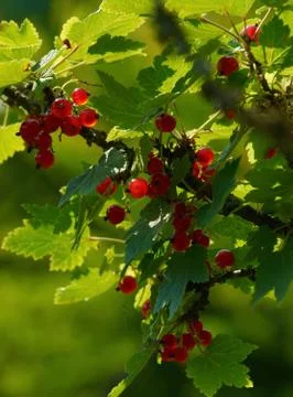 Close-up of  redcurrant Stock Photos