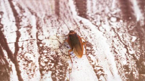 Close-up of a reddish-brown cockroach crawling on a piece of floor Stock Photos