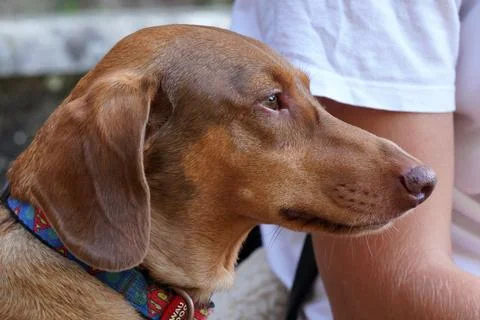 Close-up of a reddish-brown dachshund-type dog, side profile, wearing a col.. Stock Photos