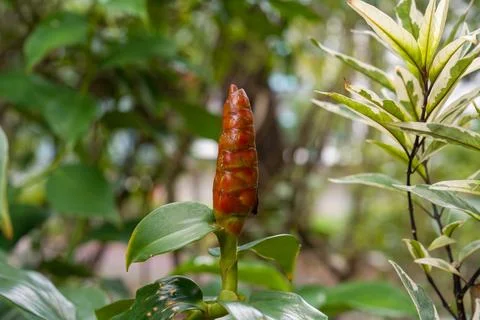 Close-up of reddish-brown plant bud Stock Photos