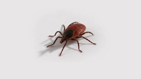 Close up of a reddish brown tick with a dark shield on white 스톡 동영상 347474963